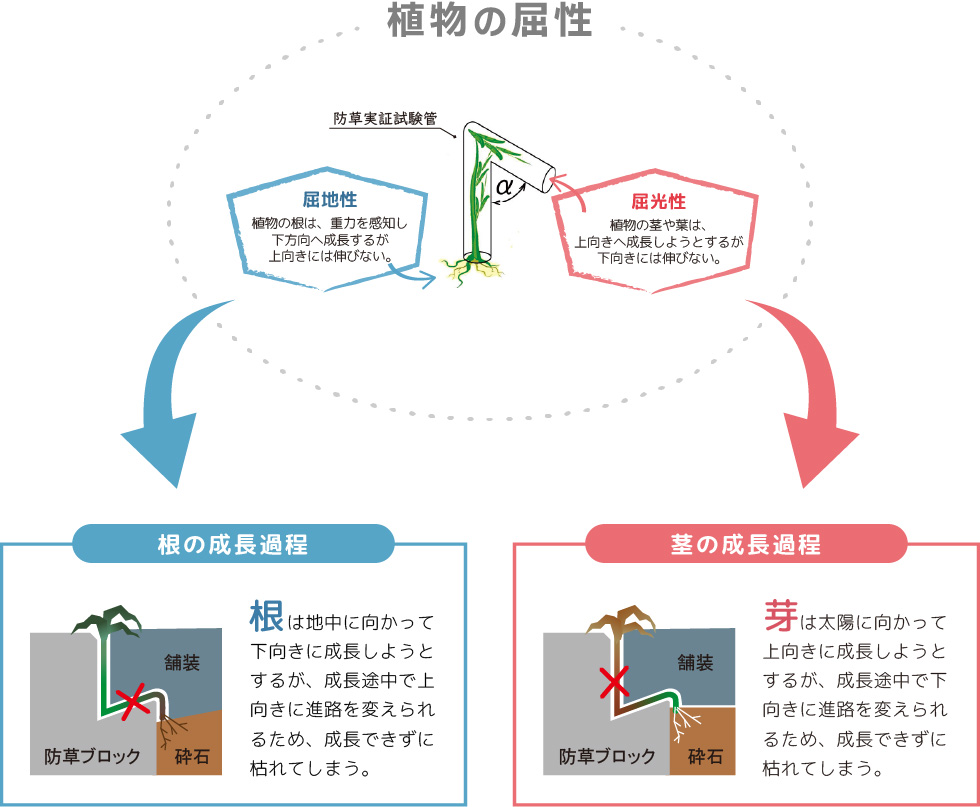 芽と根の成長