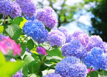紫陽花